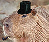     
: capybara.jpg
: 900
:	11.4 
ID:	8037