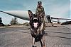     
: Guard_w_dog_2.jpg
: 1056
:	95.0 
ID:	3363