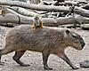     
: 3405492_7988_1202139330201-Capibara.jpg
: 847
:	5.1 
ID:	8039